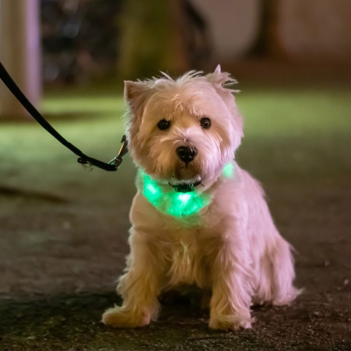 Silicone pet collar LED LLFG24034